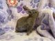 Mini Lop Rabbits for sale in New Holland, PA 17557, USA. price: NA