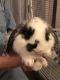 Mini Lop Rabbits for sale in Sparta, MI 49345, USA. price: $40