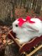 Mini Lop Rabbits for sale in Tyrone, GA, USA. price: $40