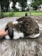 Mini Lop Rabbits for sale in Princeton, MN 55371, USA. price: $40