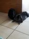 Mini Lop Rabbits for sale in Akron, OH, USA. price: NA