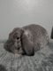 Mini Lop Rabbits for sale in Caldwell, ID, USA. price: $50