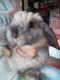Mini Lop Rabbits for sale in Gardners, PA 17324, USA. price: $30