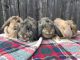 Mini Lop Rabbits for sale in Enola, PA, USA. price: $25