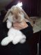 Mini Lop Rabbits for sale in Gardners, PA 17324, USA. price: $30