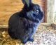 Mini Lop Rabbits for sale in Diamond Springs, CA, USA. price: NA