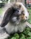 Mini Lop Rabbits for sale in Hudson, WI 54016, USA. price: NA