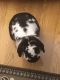 Mini Lop Rabbits for sale in York, PA, USA. price: NA