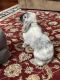 Mini Lop Rabbits