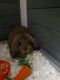 Mini Lop Rabbits for sale in Roswell, GA 30076, USA. price: NA