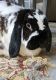 Mini Lop Rabbits for sale in Rockville, MD, USA. price: $40