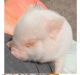 Mini/Micro Pig Animals for sale in Talladega, AL 35160, USA. price: NA