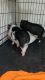 Mini/Micro Pig Animals for sale in Los Angeles, CA 90037, USA. price: NA