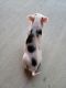 Mini/Micro Pig Animals for sale in Johnson City, TN, USA. price: NA