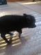 Mini/Micro Pig Animals for sale in St. Louis, MO, USA. price: NA