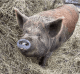 Mini/Micro Pig Animals
