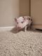 Mini/Micro Pig Animals for sale in Cowpens, SC 29330, USA. price: $750