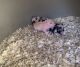 Mini/Micro Pig Animals for sale in Red Oak, TX, USA. price: $300