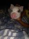 Mini/Micro Pig Animals for sale in Albuquerque, NM 87109, USA. price: $500