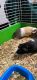 Mini/Micro Pig Animals for sale in Carrollton, TX, USA. price: NA