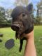 Mini/Micro Pig Animals for sale in Asheboro, NC, USA. price: NA