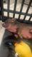 Mini/Micro Pig Animals for sale in San Diego, CA, USA. price: $900