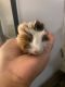 Mini/Micro Pig Animals for sale in Brockton, MA, USA. price: NA