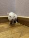 Mini/Micro Pig Animals for sale in Brownsville, TX, USA. price: NA