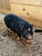 Mini/Micro Pig Animals for sale in McCormick, SC 29835, USA. price: NA