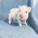 Mini/Micro Pig Animals for sale in Fresno, CA 93720, USA. price: $300