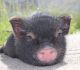 Mini/Micro Pig Animals for sale in Camby, IN 46113, USA. price: $300