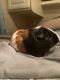 Mini/Micro Pig Animals for sale in Bacliff, TX 77518, USA. price: NA