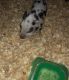 Mini/Micro Pig Animals for sale in Shoemakersville, PA, USA. price: $125