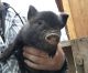 Mini/Micro Pig Animals for sale in Boise, ID, USA. price: NA