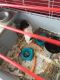 Mini/Micro Pig Animals for sale in 3006 Winfield Ave, Odessa, TX 79764, USA. price: NA