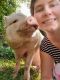 Mini/Micro Pig Animals for sale in Gadsden, AL, USA. price: NA