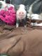 Mini/Micro Pig Animals for sale in Sanctuary, TX 76020, USA. price: NA
