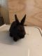 Mini Rex Rabbits for sale in New York, NY, USA. price: NA