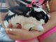 Mini Rex Rabbits for sale in Independence, MO, USA. price: $35