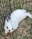 Mini Rex Rabbits for sale in San Antonio, TX, USA. price: NA