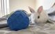Mini Rex Rabbits for sale in 6206 Breezewood Dr, Greenbelt, MD 20770, USA. price: $60
