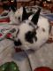Mini Rex Rabbits for sale in Romulus, MI, USA. price: $25