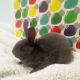 Mini Rex Rabbits for sale in Angier, NC 27501, USA. price: NA