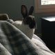 Mini Rex Rabbits for sale in East Petersburg, PA, USA. price: NA