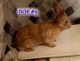 Mini Rex Rabbits for sale in Roseville, MI 48066, USA. price: $30