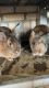 Mini Rex Rabbits for sale in GRANT VLKRIA, FL 32950, USA. price: $50