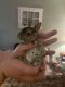 Mini Rex Rabbits for sale in South Windsor, CT 06074, USA. price: NA