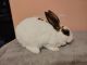 Mini Rex Rabbits for sale in Los Fresnos, TX 78566, USA. price: NA