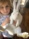 Mini Rex Rabbits for sale in Clearwater, FL, USA. price: $20