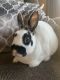 Mini Rex Rabbits for sale in Bath, PA 18014, USA. price: NA